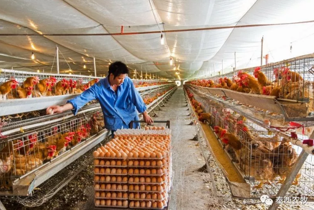 肉雞飼料是不是能量、蛋白質(zhì)含量越高越好？