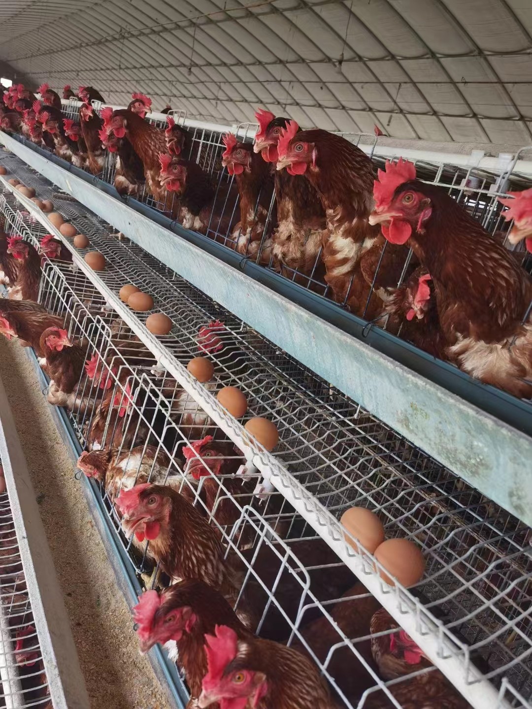 發(fā)酵辣椒粕提醒造成脂肪肝的原因 添加蛋雞辣椒油粉