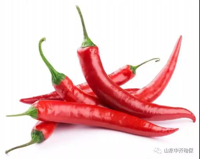小小辣椒是個(gè)寶，淺談辣椒的藥用價(jià)值及飼用效果