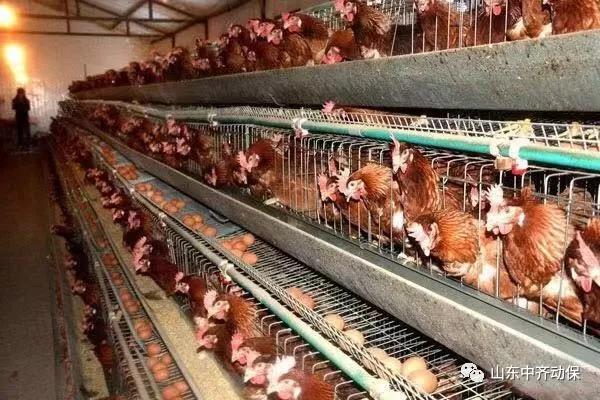 蛋價、淘雞價紛紛回落&nbsp;何時才能迎來反彈？