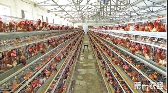 【泰安泰西農(nóng)牧發(fā)酵辣椒粕】養(yǎng)雞，每天做好這５件事！不用擔(dān)心不掙錢