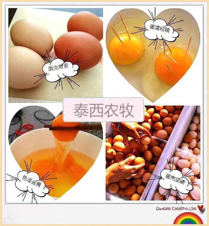 春季蛋雞好生長(zhǎng)溫度