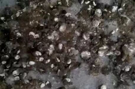 泰西農(nóng)牧發(fā)酵辣椒粕蛋雞添加破殼蛋少&nbsp;腸道前后比較